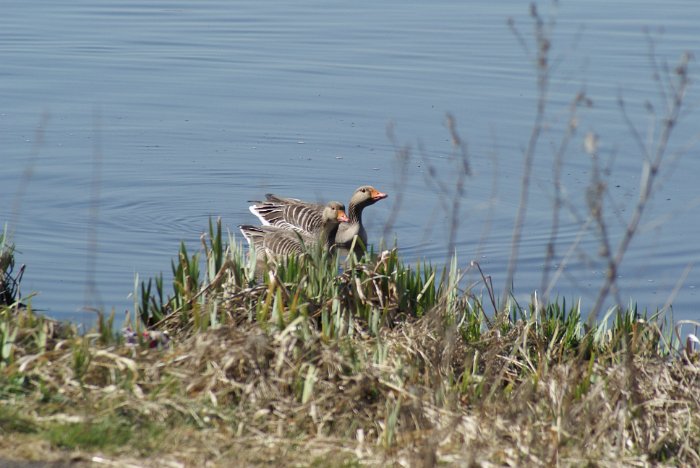 Tom Scott 10 Mile 2010