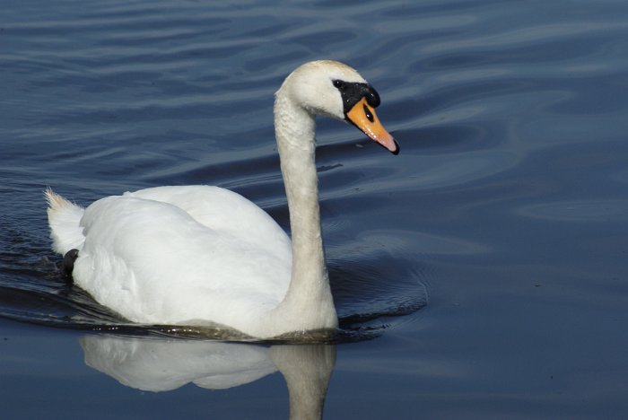 Tom Scott 10 Mile 2010